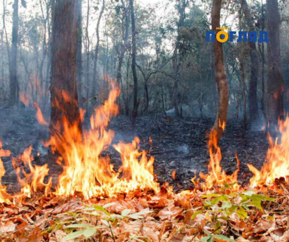 У Вишгородському районі вирує масштабна пожежа: горить лісова підстилка в Богданівському лісництві - зображення
